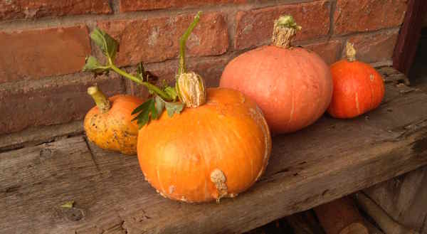 Bagthorpe Gardens squashes